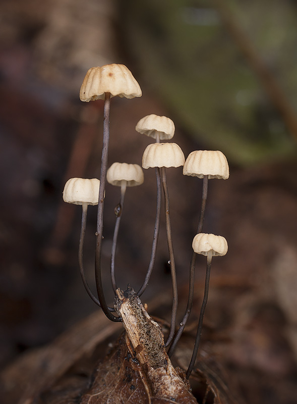 Marasmius bulliardii